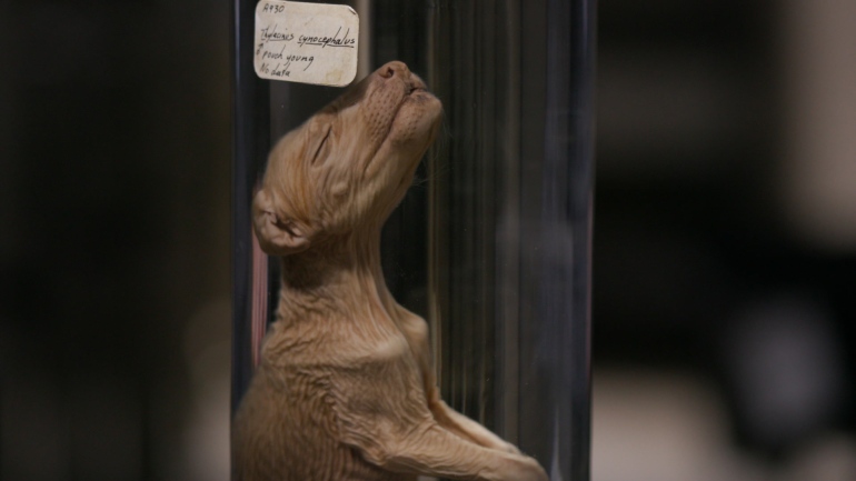 A photo of a baby thylacine preserved in a jar.